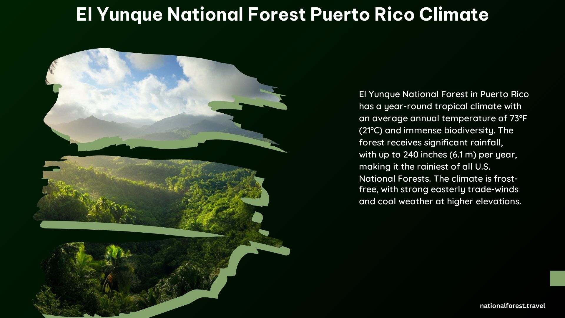 El Yunque National Forest Puerto Rico Climate