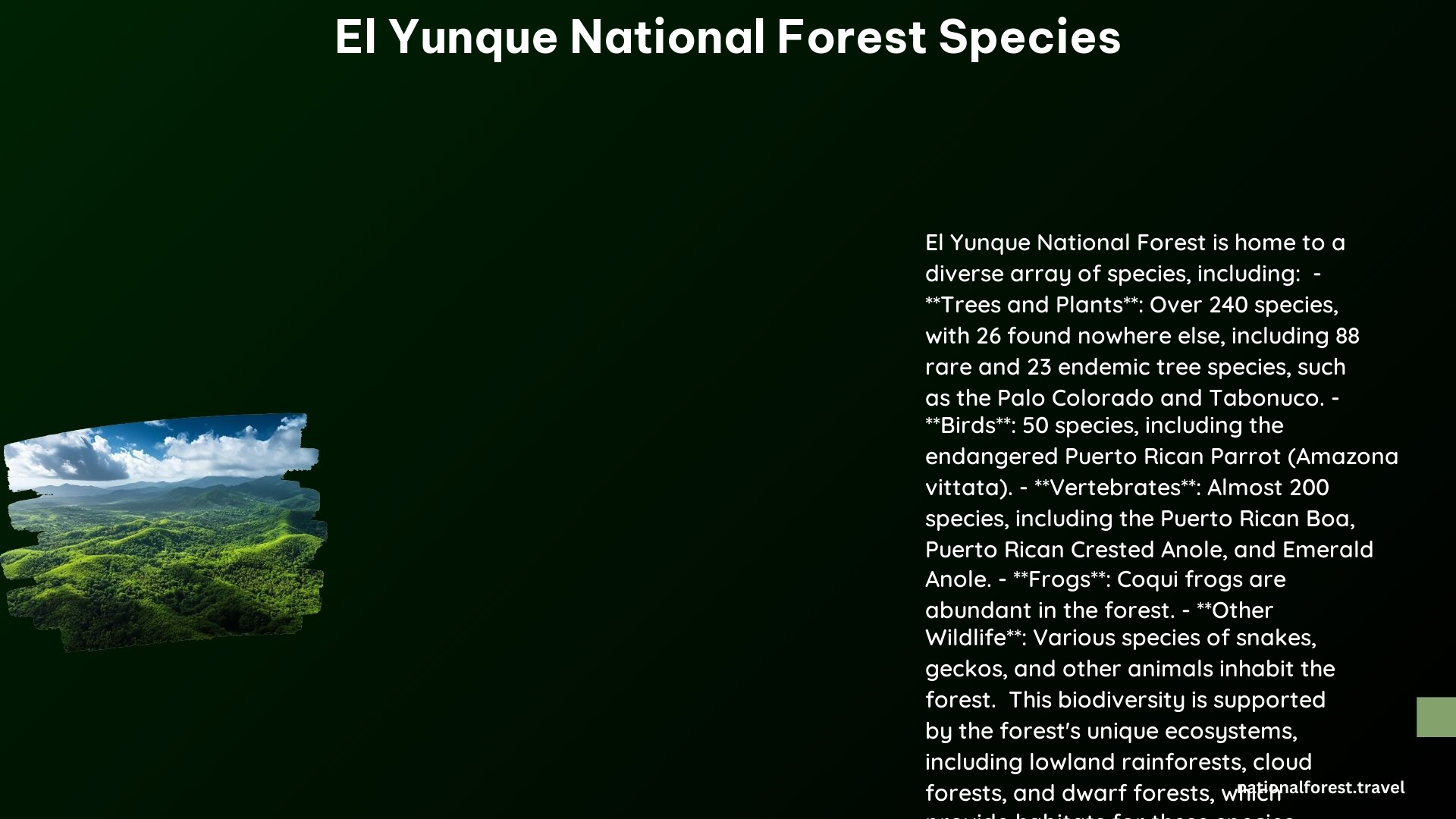 El Yunque National Forest Species