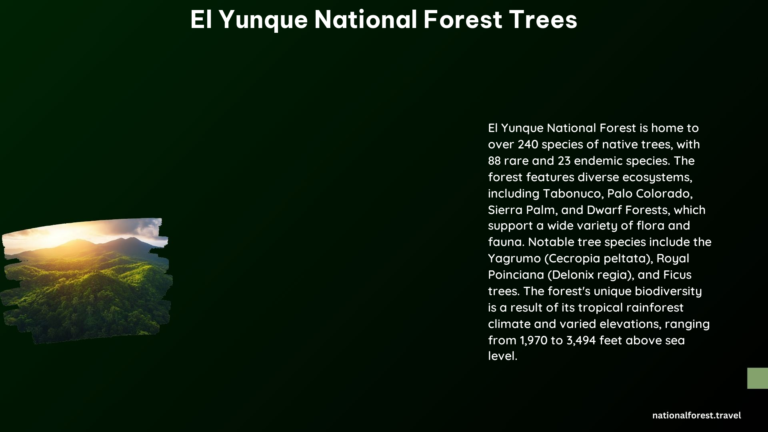 El Yunque National Forest Trees