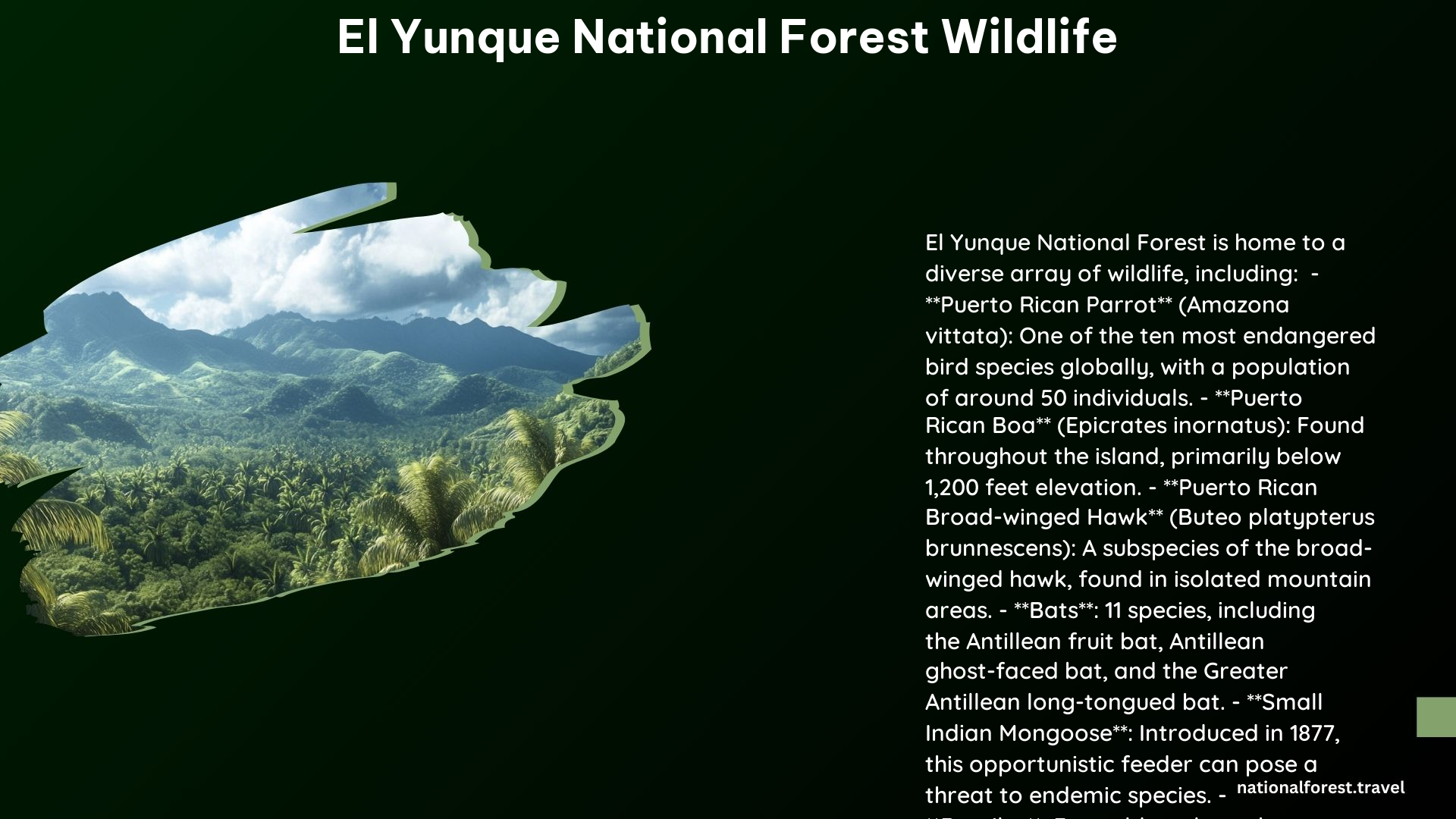 El Yunque National Forest Wildlife