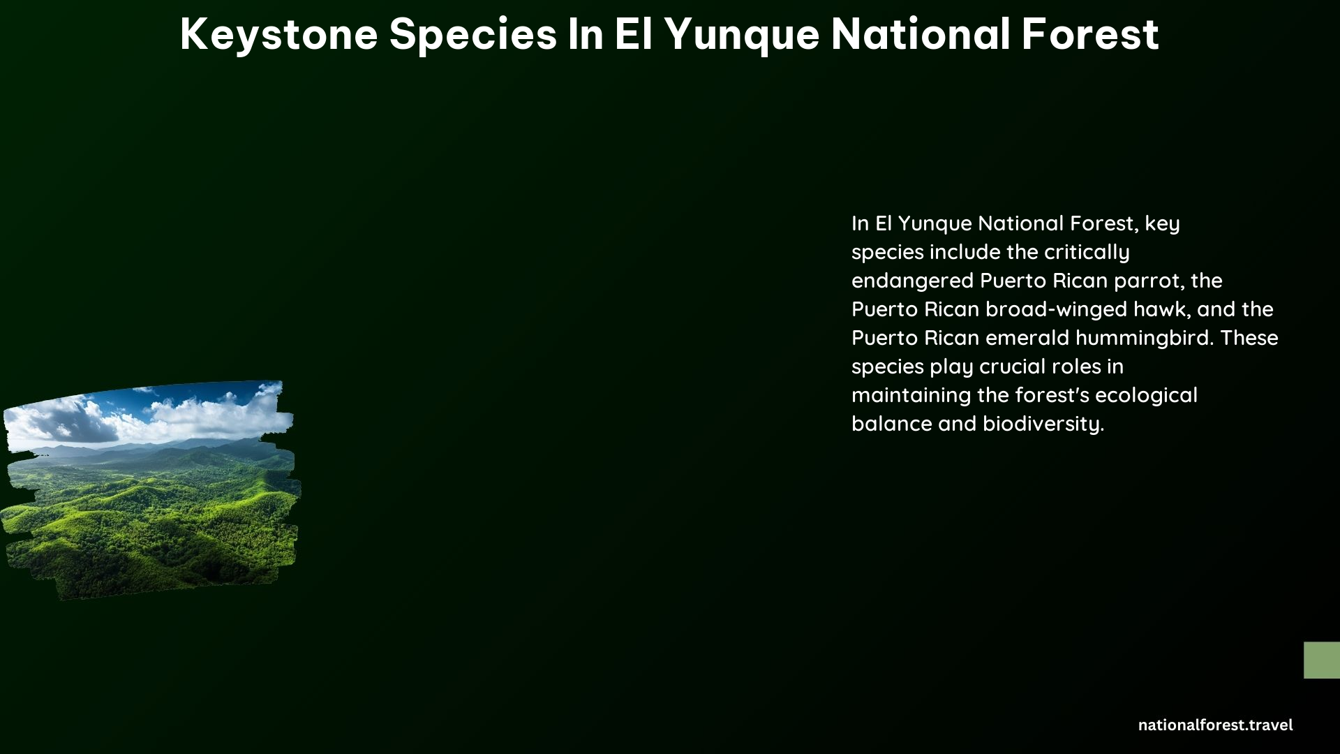 Keystone Species in El Yunque National Forest