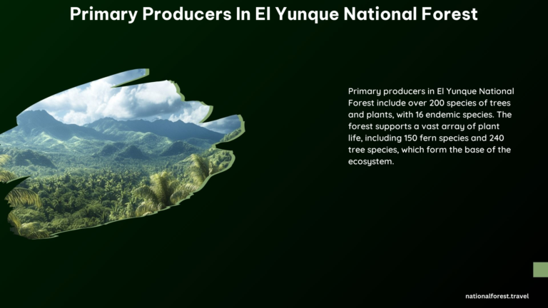 Primary Producers in El Yunque National Forest