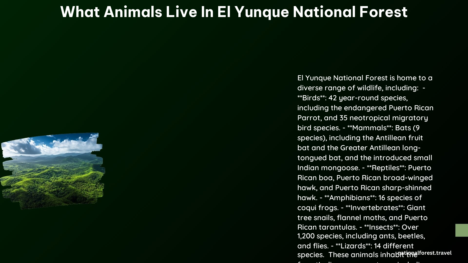 What Animals Live in El Yunque National Forest