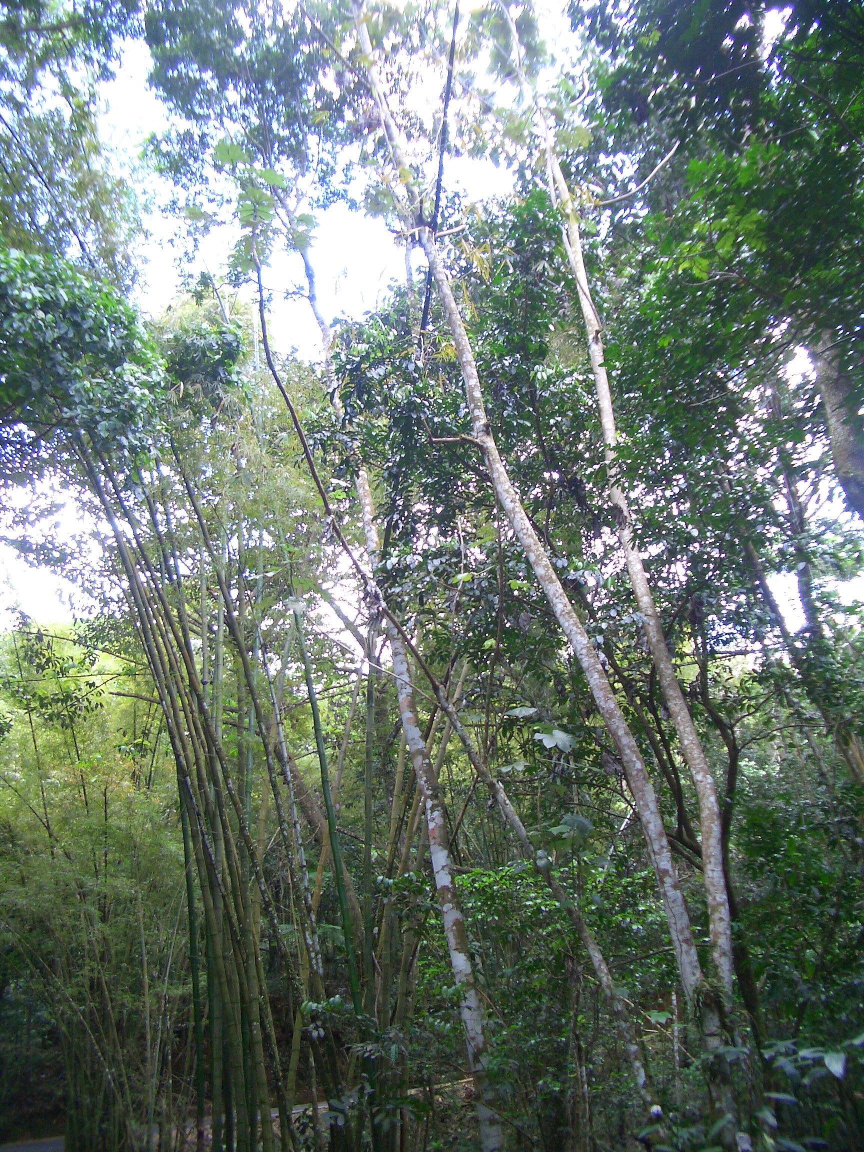 Luquillo From El Yunque National Forest