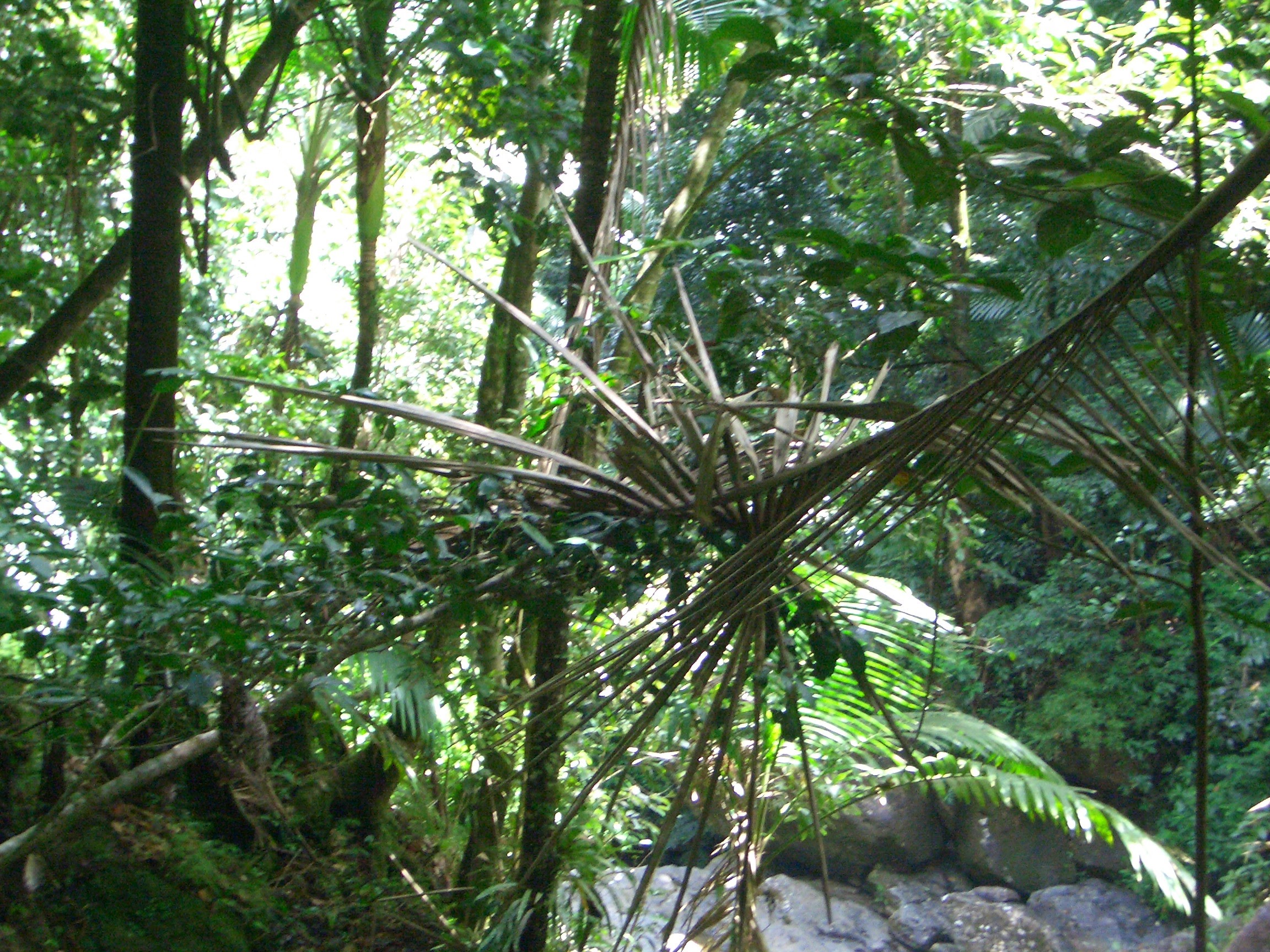 El Yunque National Forest Cafe El Yunque National Forest Cafe