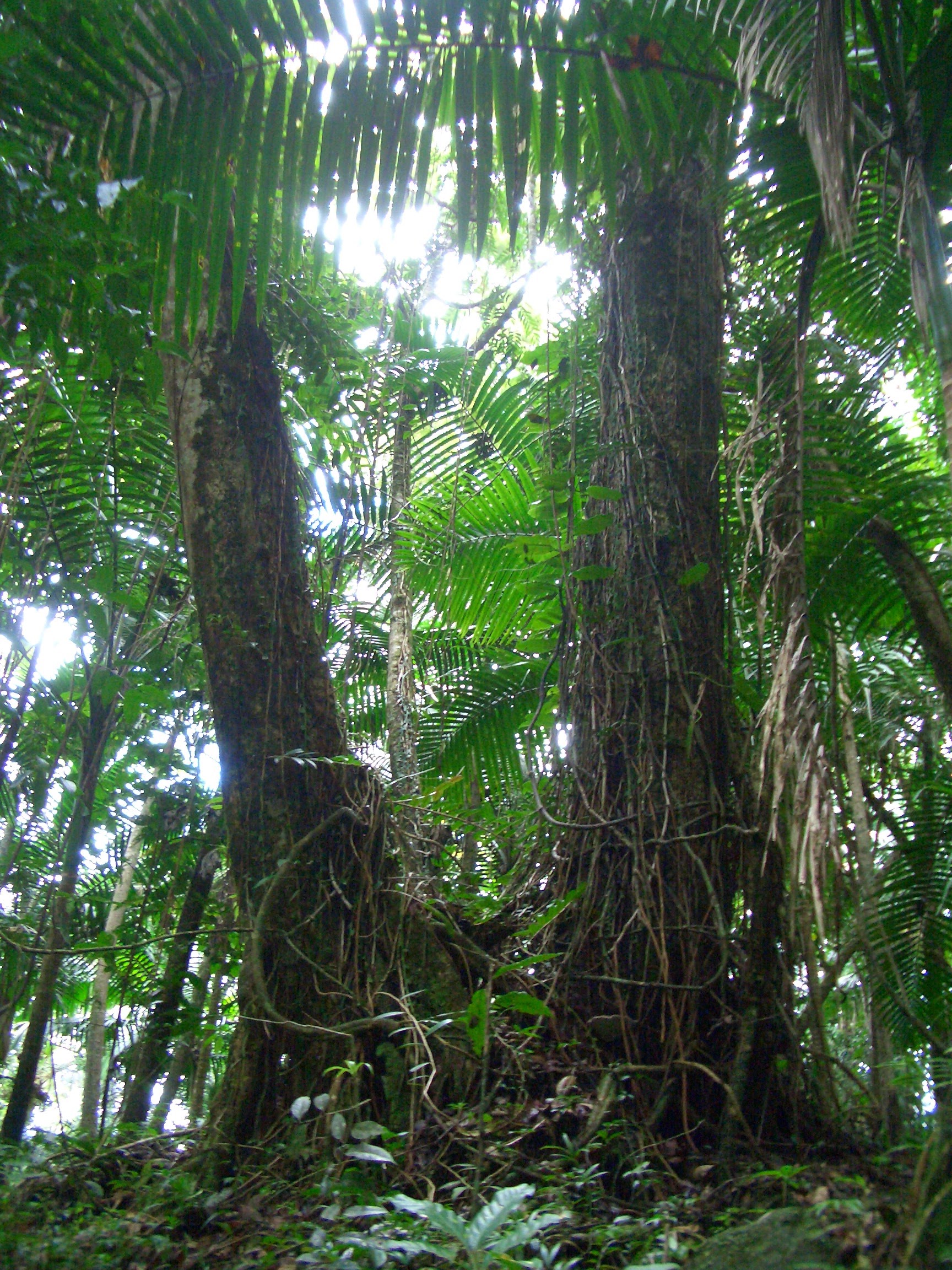 Primary Producers in El Yunque National Forest