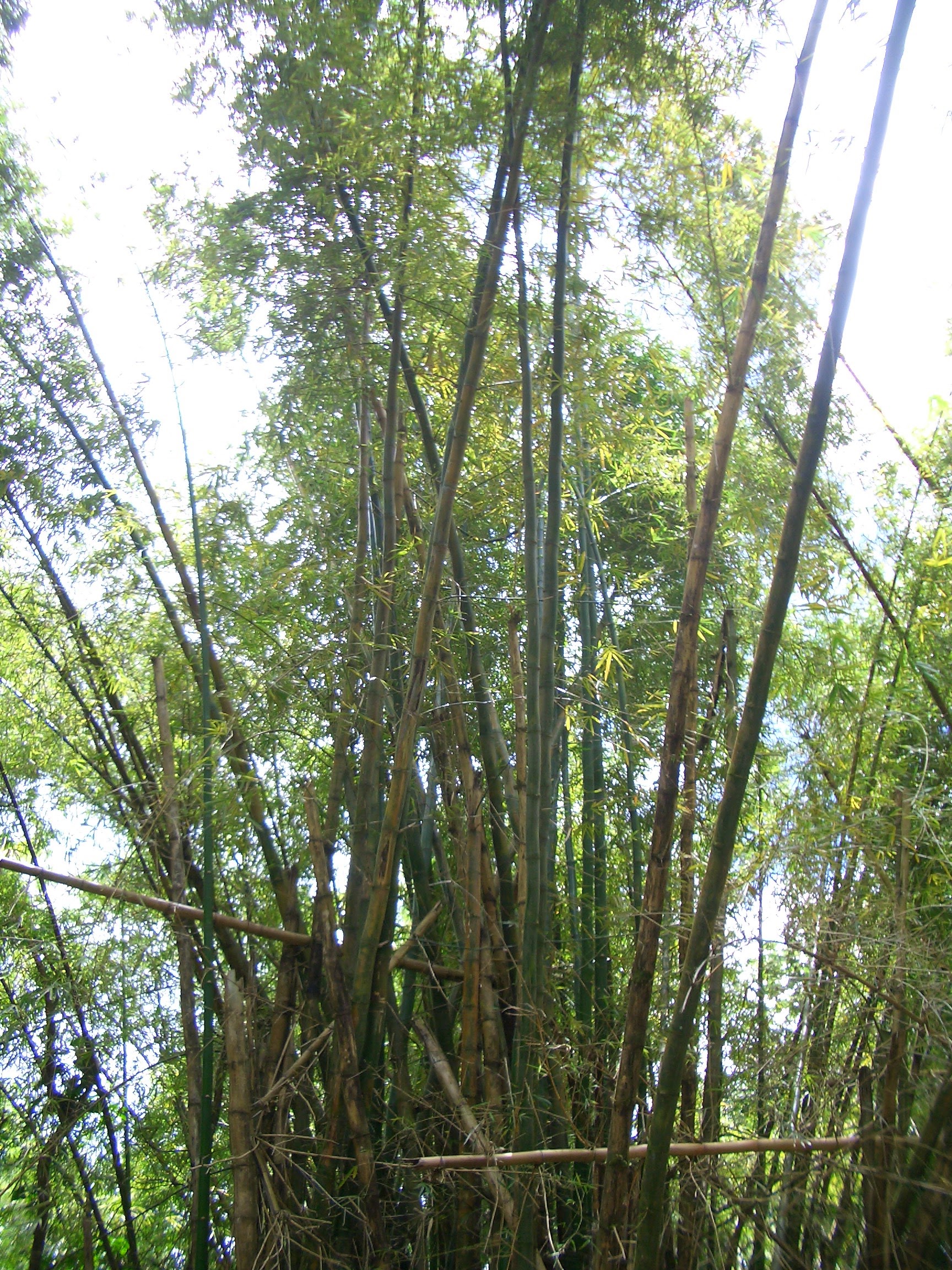 El Yunque National Forest Treehouse