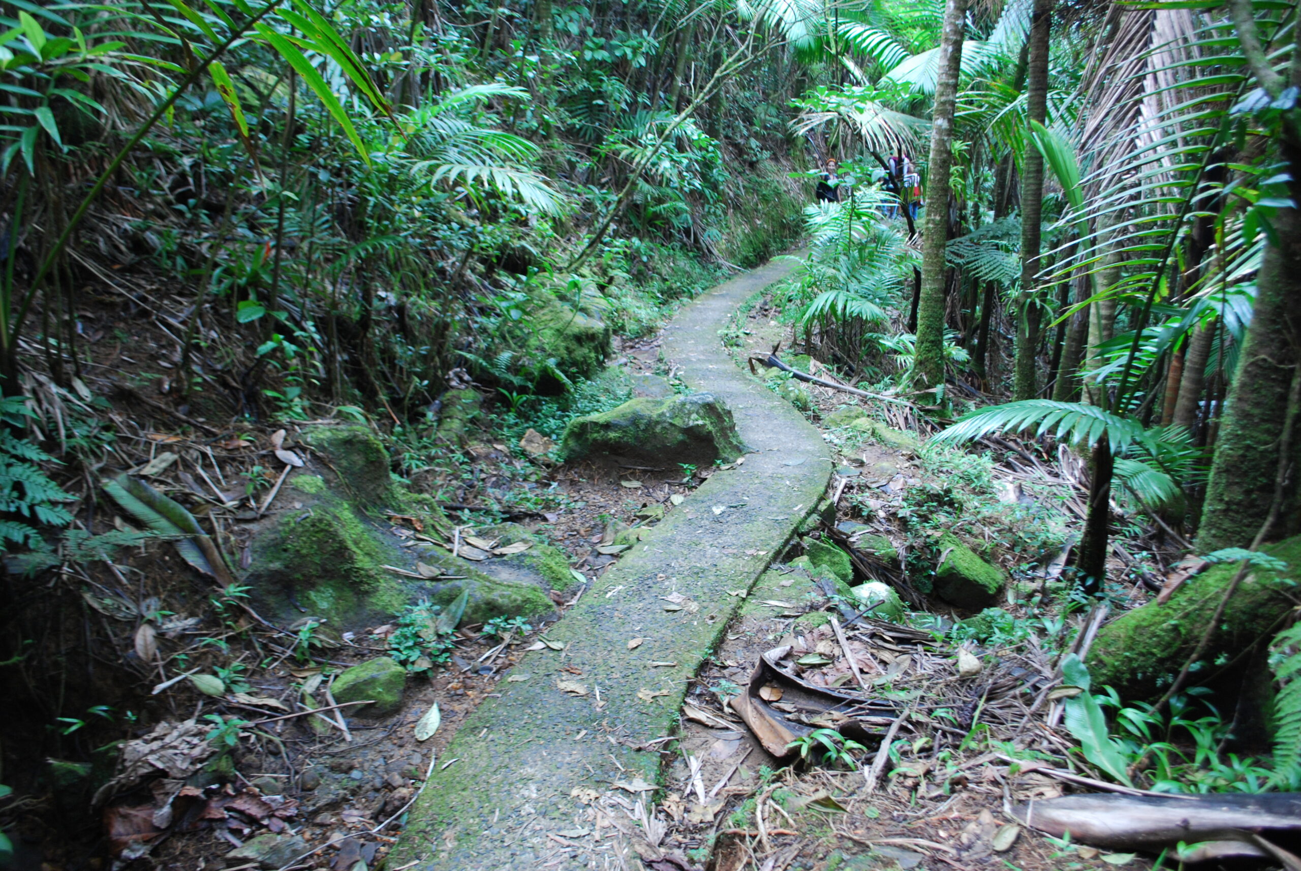 El Yunque National Forest Wildlife