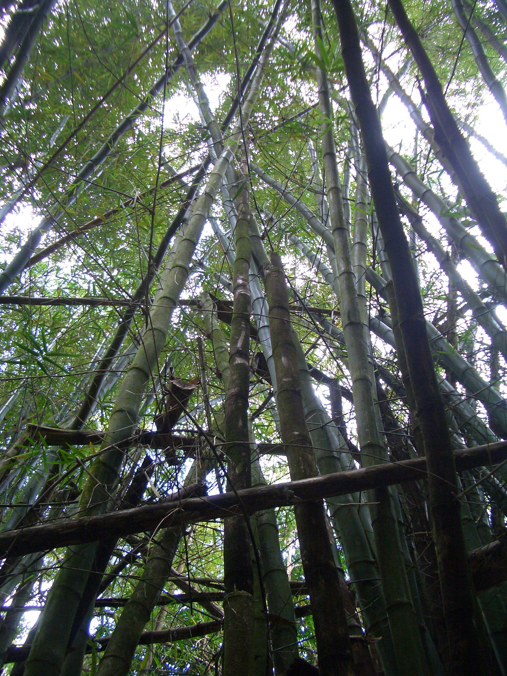 El Yunque National Forest Conservation Efforts