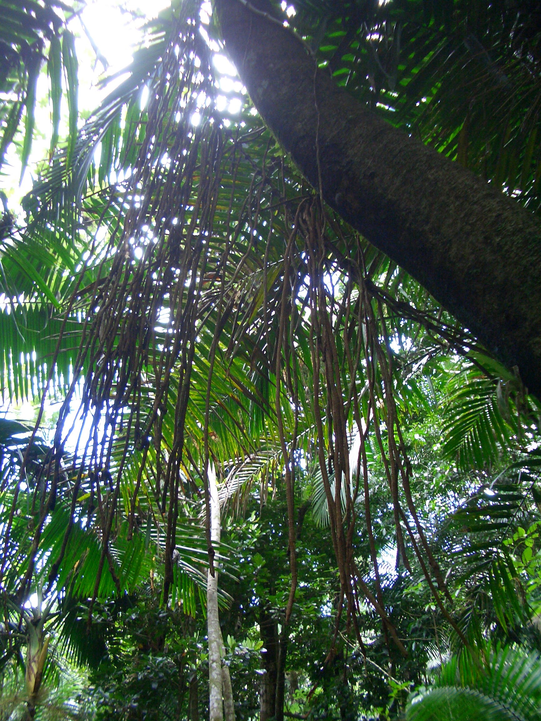 El Yunque National Forest Observation Tower