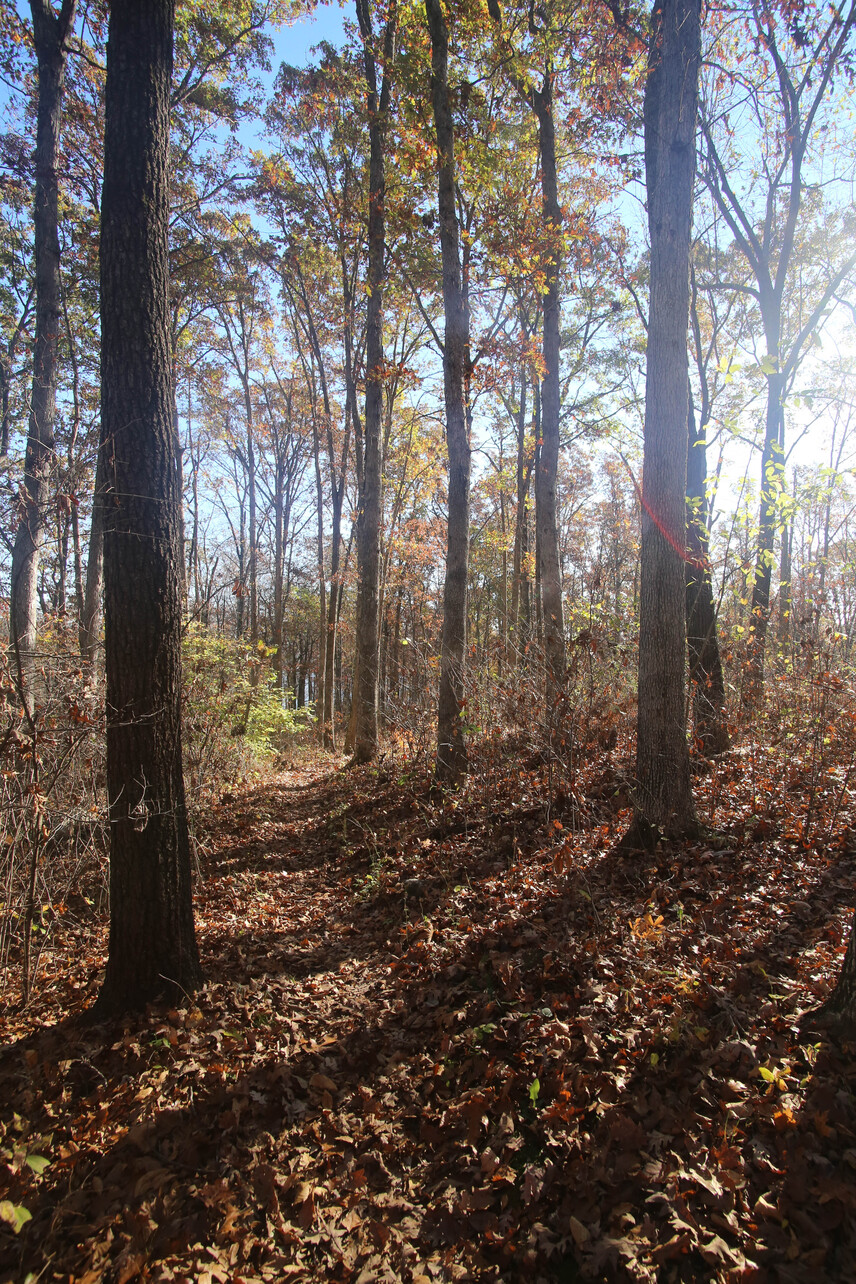 places to see in mark twain national forest