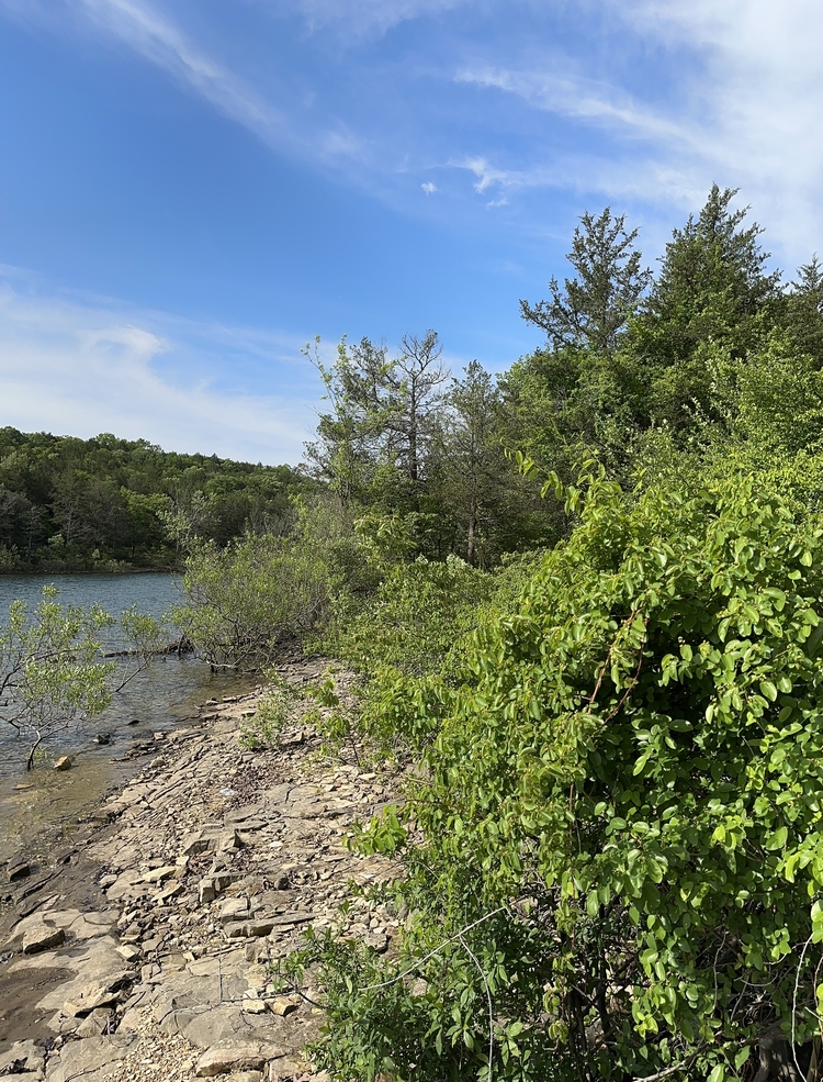 mark twain national forest fly fishing