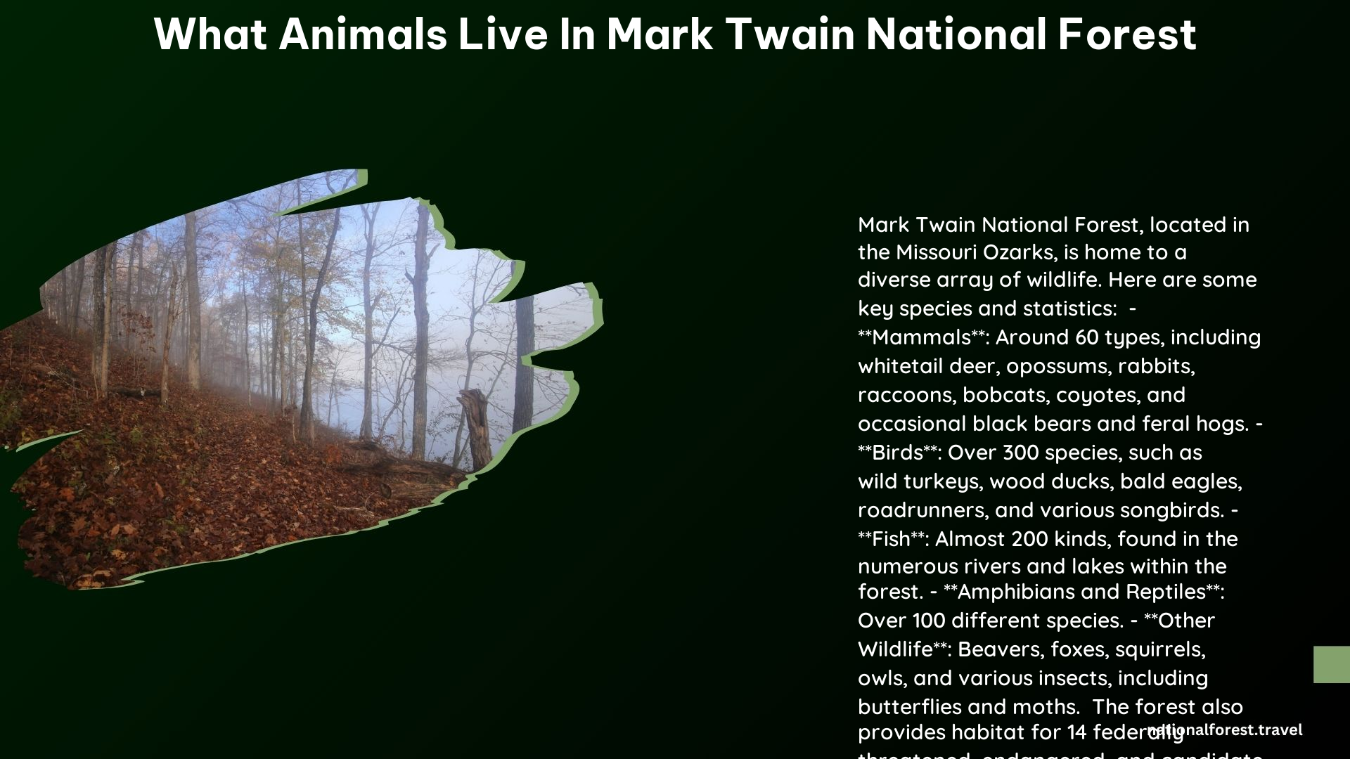 what animals live in mark twain national forest