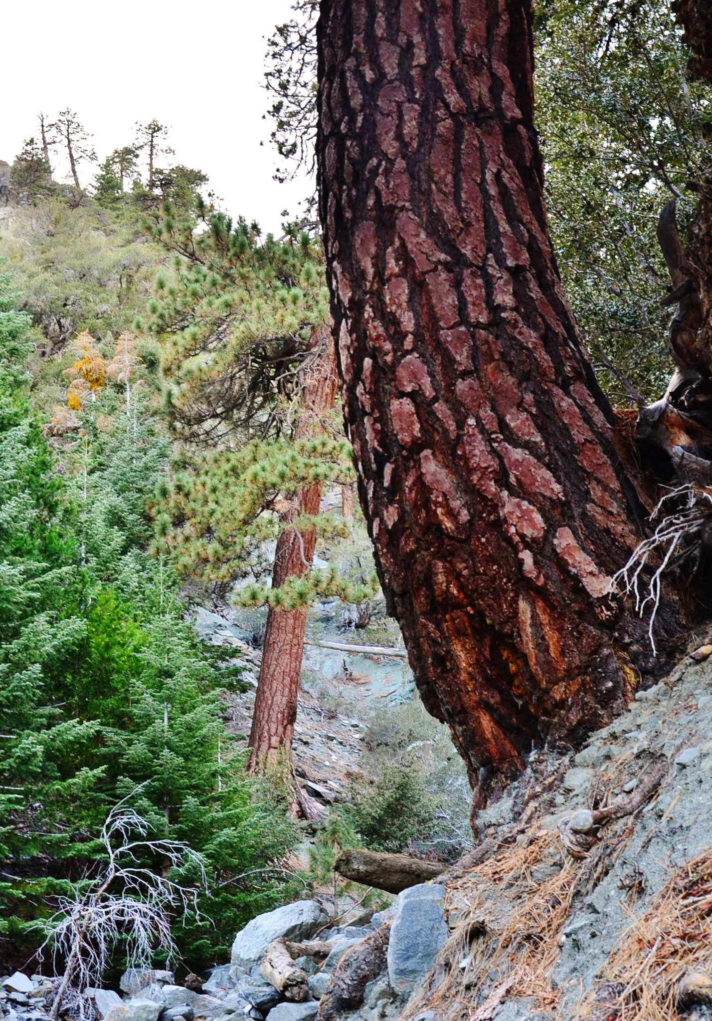 bears in los angeles national forest