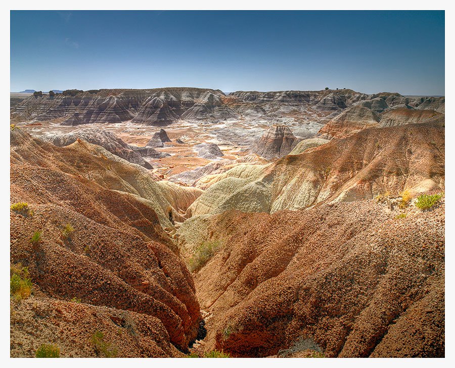 petrified forest national park plant life