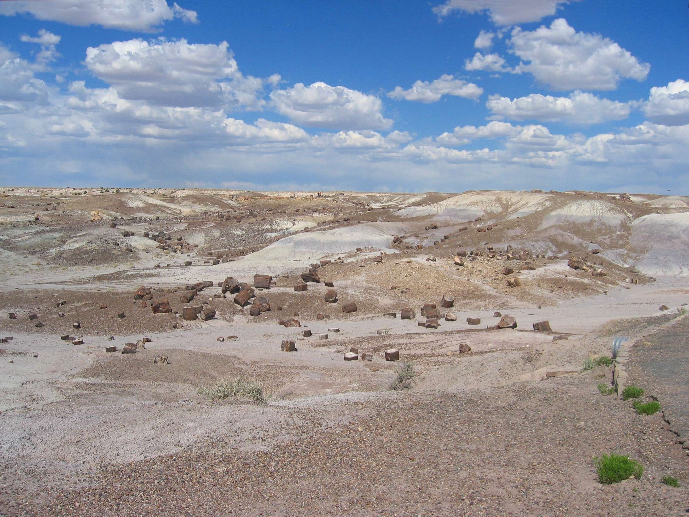 petrified forest national park plant life