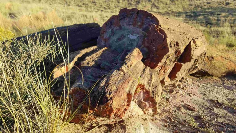 Petrified Forest National Park 5
